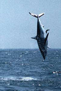 Leaping 544lb. Mako Shark